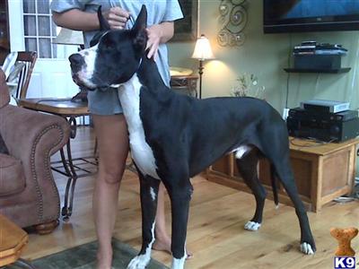 Stud Dogs - Great Dane